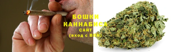 сатива Новокубанск